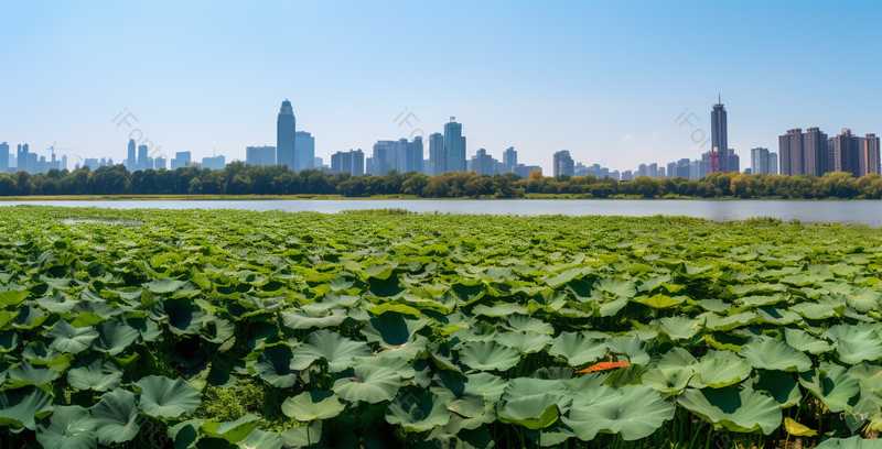 长满荷叶的湖泊夏日城市天际线,高清,摄影图,摄影图片,图片大全,摄影图免费下载